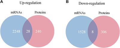 Integrated omics analysis reveals the epigenetic mechanism of visceral hypersensitivity in IBS-D